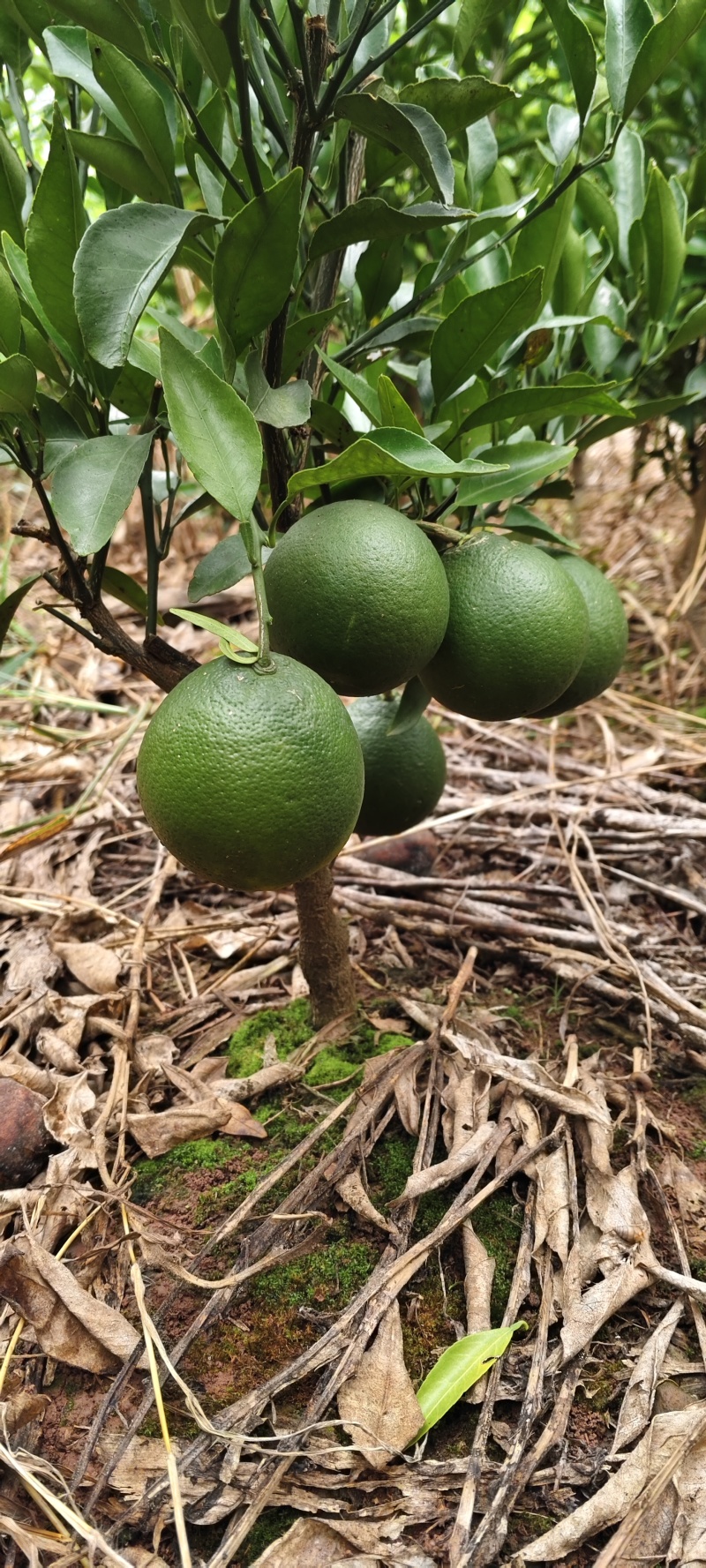 大雅耙耙柑