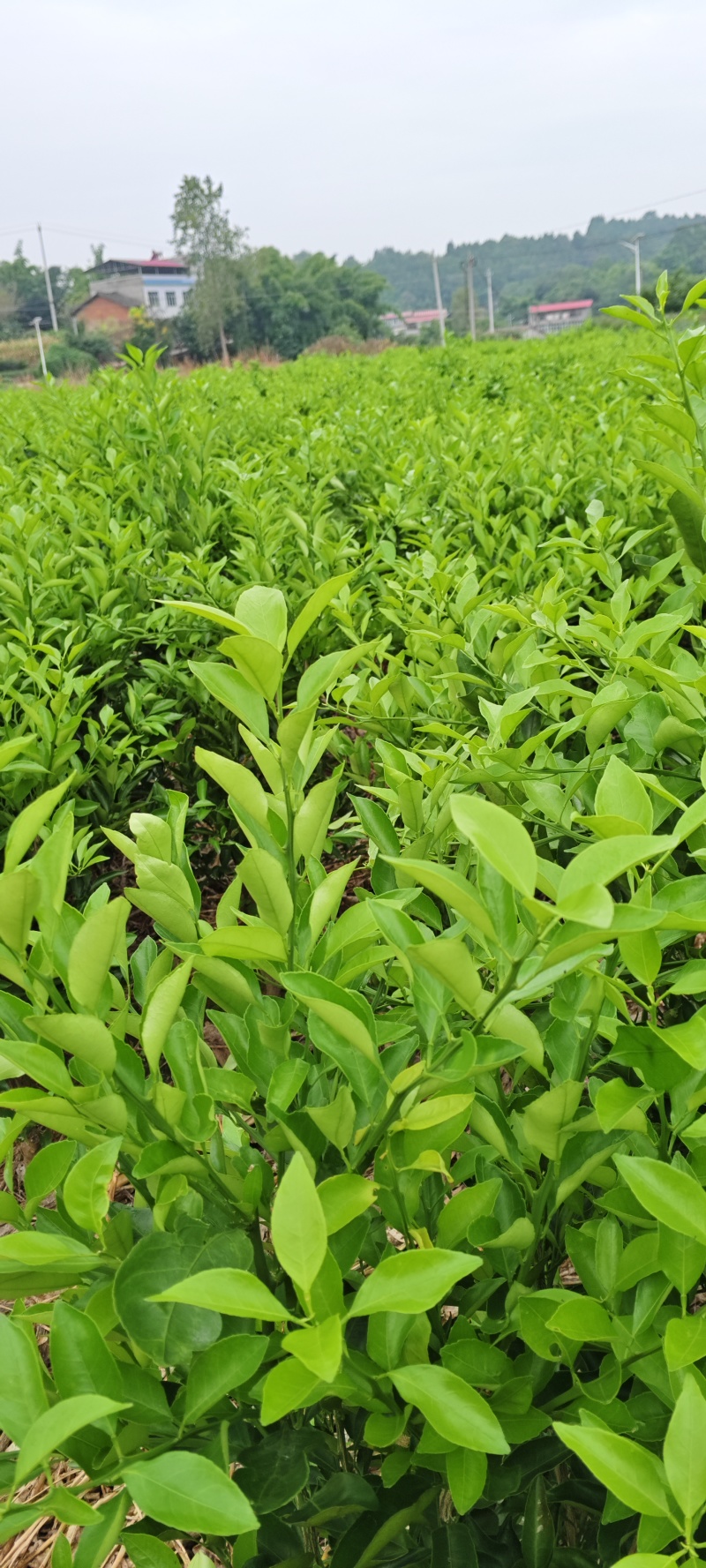 大雅耙耙柑