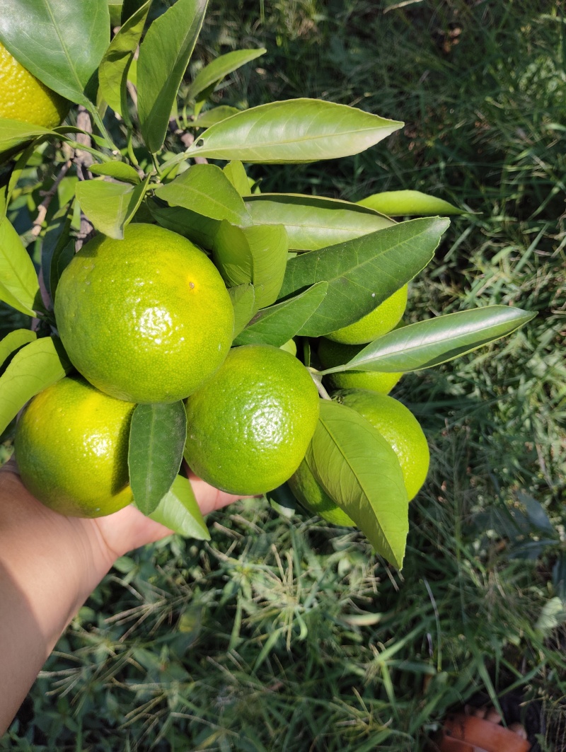 柑橘