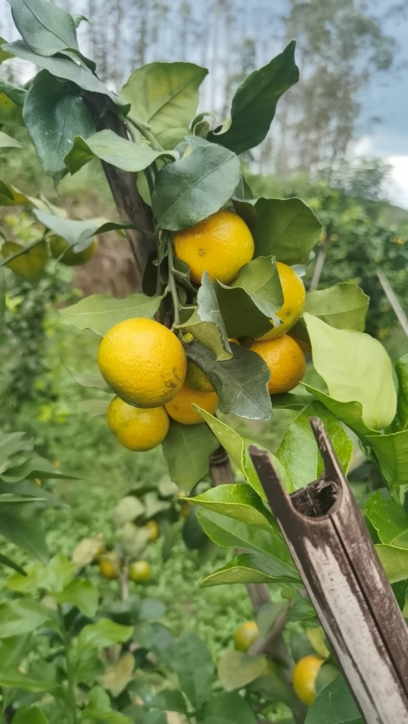 广西上林县优质金秋沙糖桔