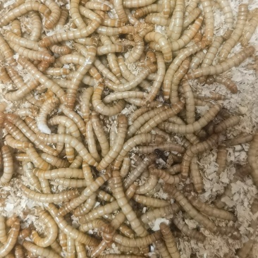 寻找黄粉虫养殖兴趣的合作伙伴