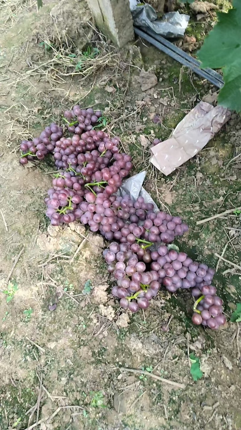 乐亭巨峰葡萄产地直发可对接一二级市场