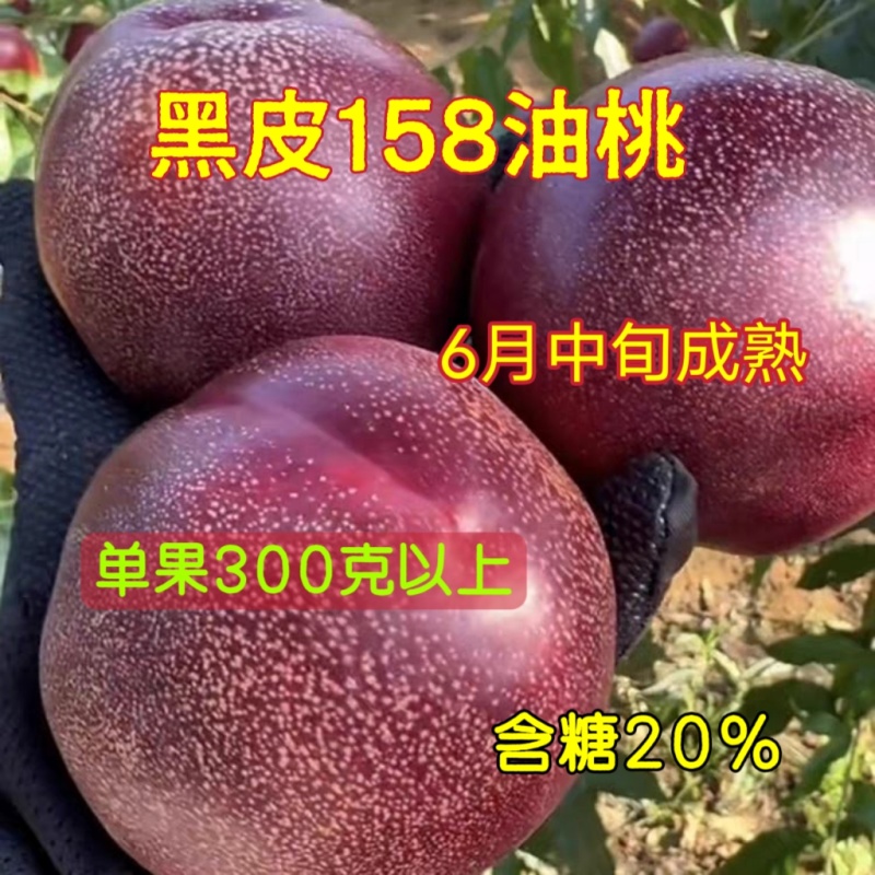 果园直发桃树苗新品种黑皮158黑炭头黑油桃苗包品种成活率