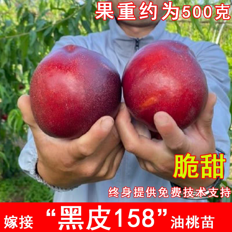 果园直发桃树苗新品种黑皮158黑炭头黑油桃苗包品种成活率