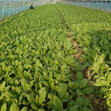 小青菜青梗青叶大叶面