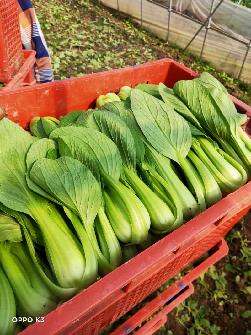 精品毛白菜