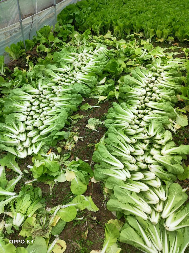精品毛白菜