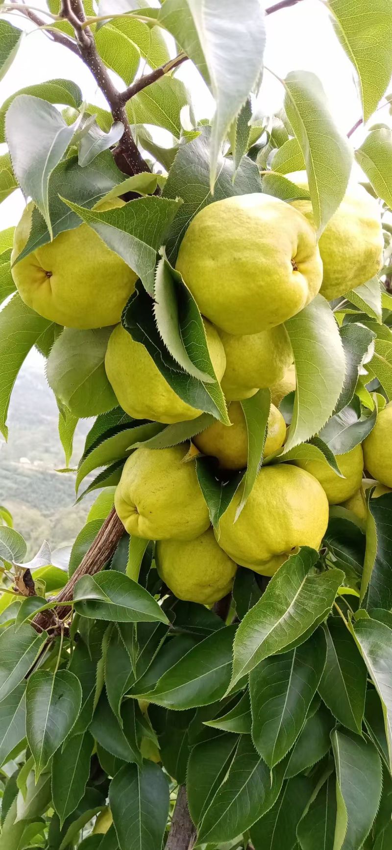 云南大理高山蜂糖犁