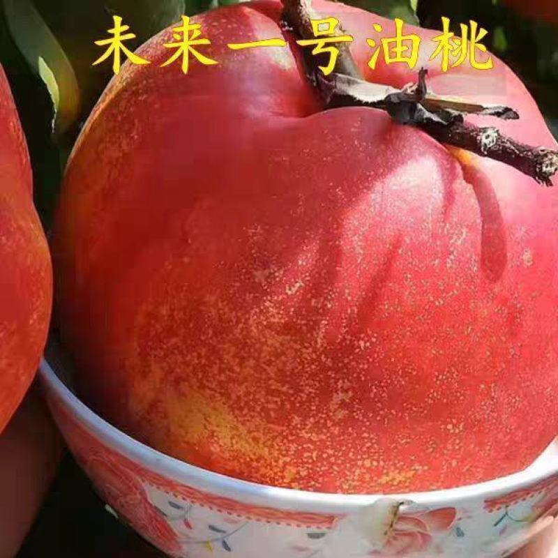 果园直发桃树苗新品种未来一号世纪之星油桃苗包品种成活率