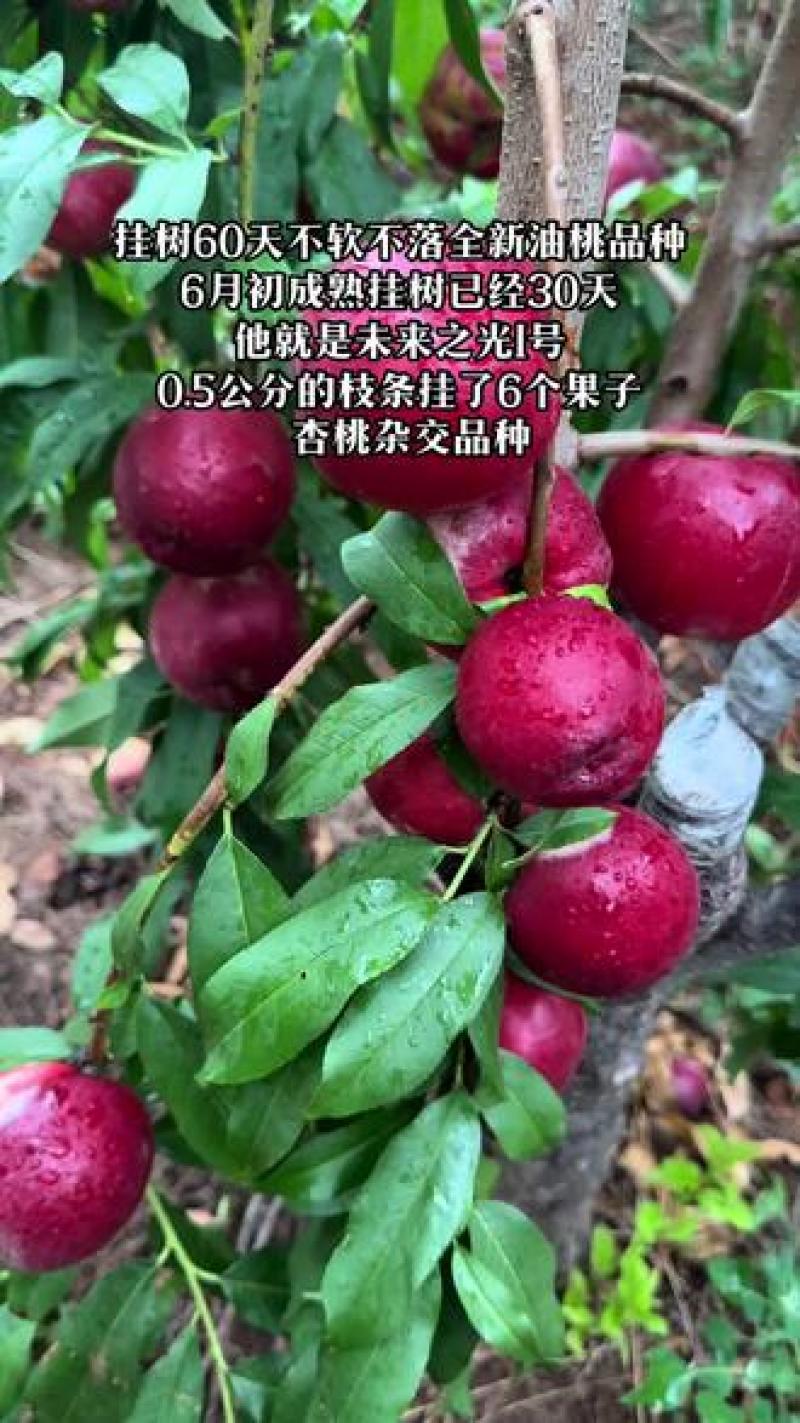 果园直发桃树苗新品种未来一号世纪之星油桃苗包品种成活率