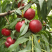果园直发桃树苗新品种未来一号世纪之星油桃苗包品种成活率