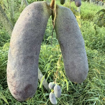 贵州高山八月瓜现摘现发