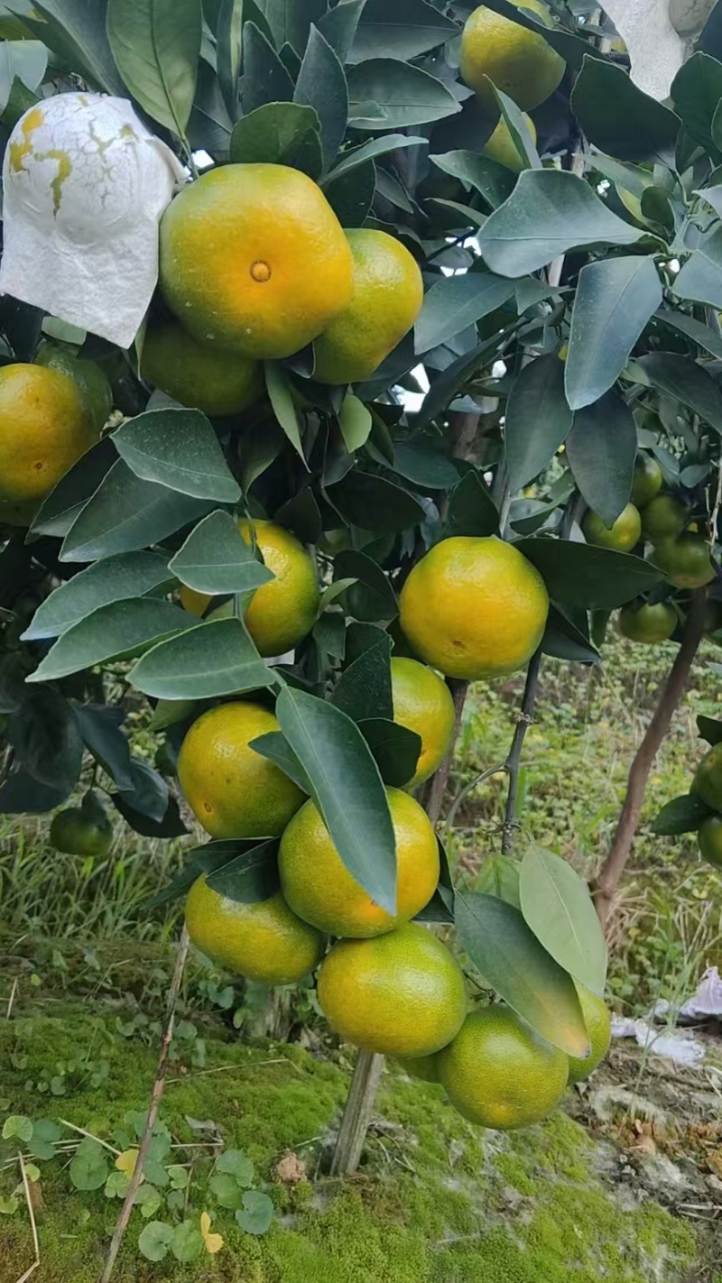 宫本特早蜜橘果面好口感佳果园直发价格实惠运输便利欢迎电联
