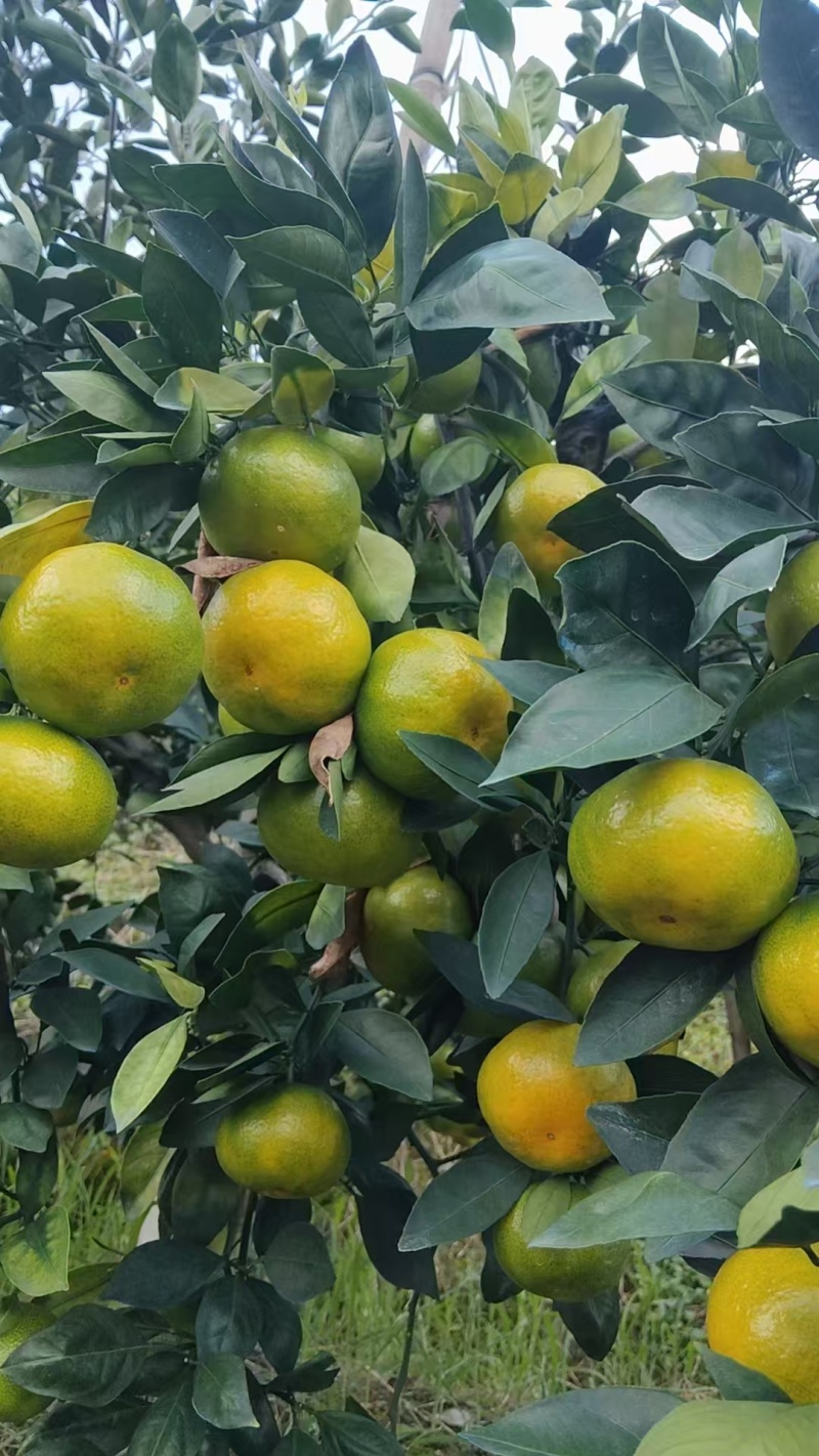 宫本特早蜜橘果面好口感佳果园直发价格实惠运输便利欢迎电联