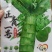 莴笋苗，蔬菜苗