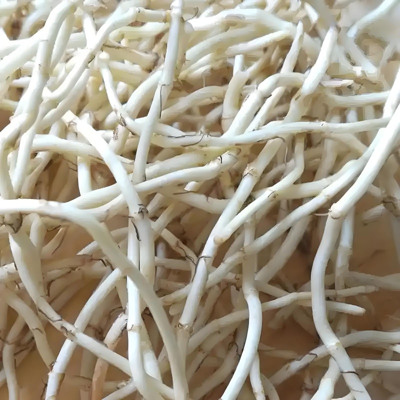 现挖折耳根