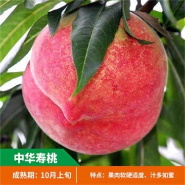 果园直发桃树苗中华寿桃苗金秋红蜜桃国庆脆桃包品种成活率