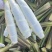 云南曲靖精品茭白，产地直发，保质保量，货源充足