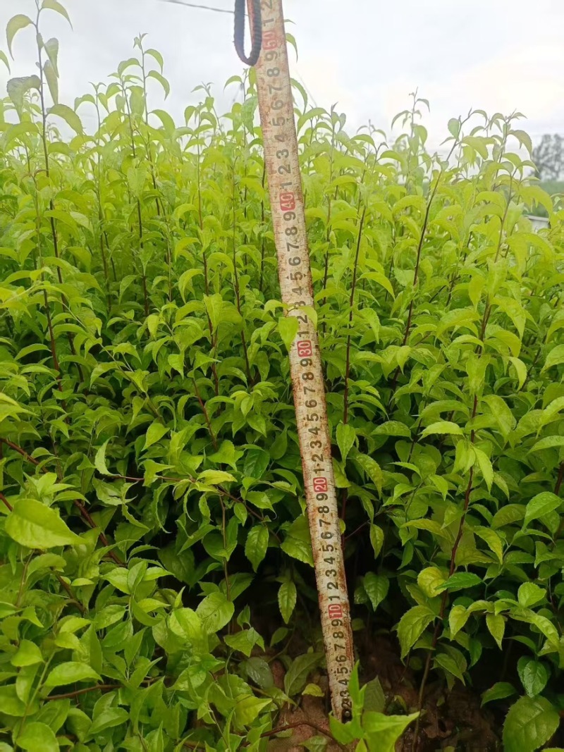 岗梅苗精品苗木品类齐全广东产地绿化易存活量大从优可视频
