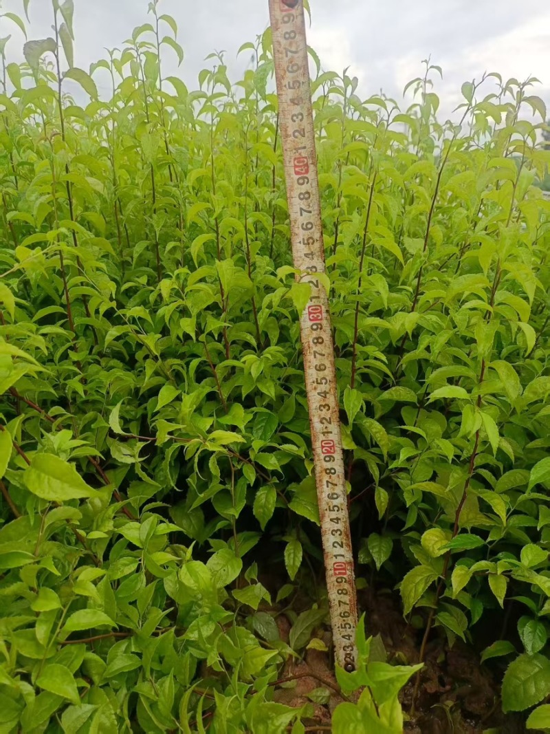 岗梅苗精品苗木品类齐全广东产地绿化易存活量大从优可视频