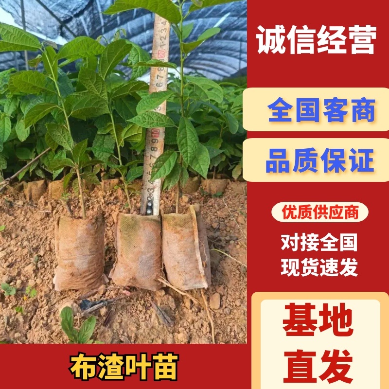 布渣叶苗产地直销品质保障对接量大从优对接全国现货速发