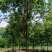 七叶树精品七叶树产地直发提供技术支持欢迎咨询