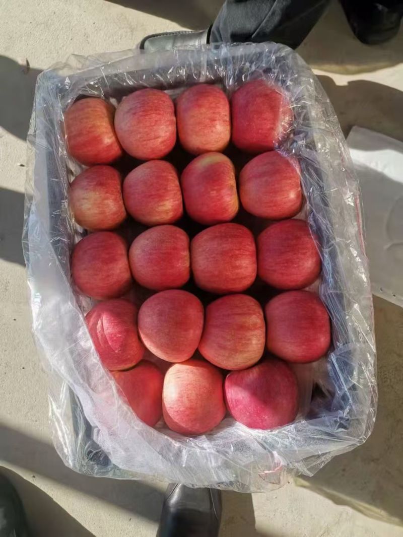 辽宁苹果红富士苹果基地直发诚信经营质优价廉