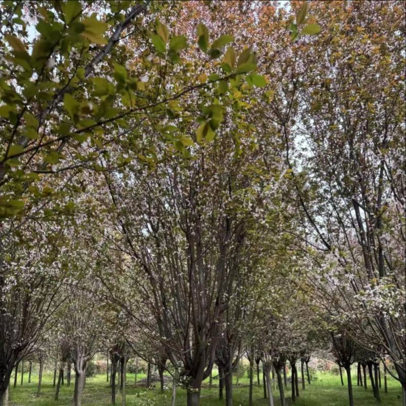紫叶李红叶李苗圃直发供应全国市场提供技术支持
