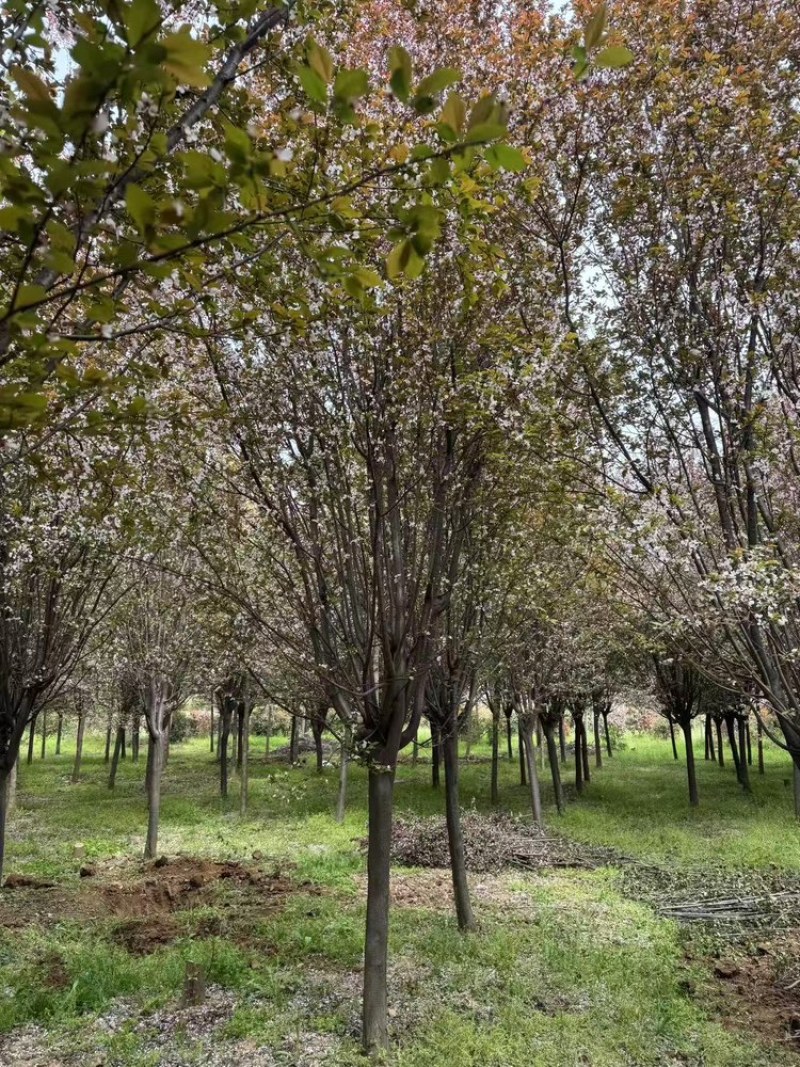 紫叶李红叶李苗圃直发供应全国市场提供技术支持