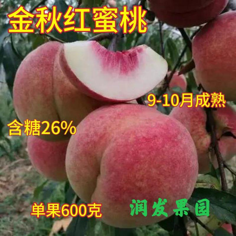 果园直发桃树苗金秋红蜜桃国庆脆甜巨型冬桃苗包品种成活率