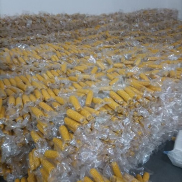 糯玉米