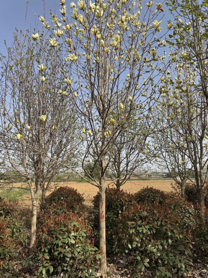 【玉兰树】黄玉兰基地现挖现发支持视频和实地看货欢迎咨询
