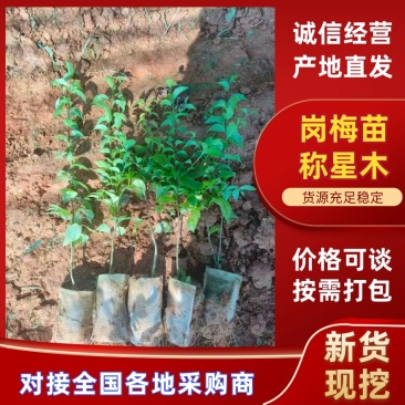 岗梅苗精品苗木品类齐全广东产地绿化易存活量大从优可视频