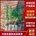 岗梅苗精品苗木品类齐全广东产地绿化易存活量大从优可视频