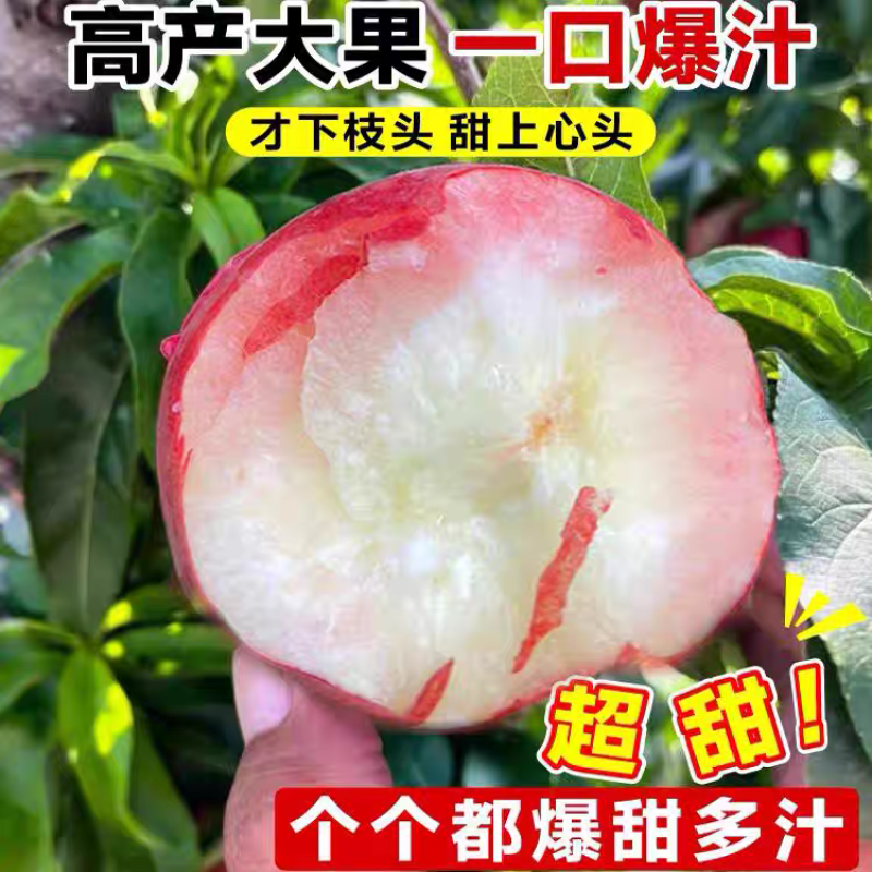 果园直发桃树苗金秋红蜜桃国庆脆甜巨型冬桃苗包品种成活率