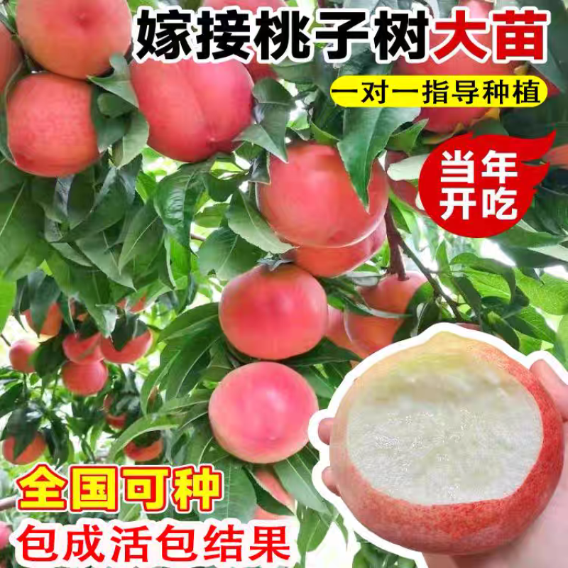 果园直发桃树苗金秋红蜜桃国庆脆甜巨型冬桃苗包品种成活率