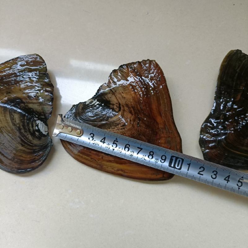 大量出售珍珠蚌，青年珍珠蚌***********