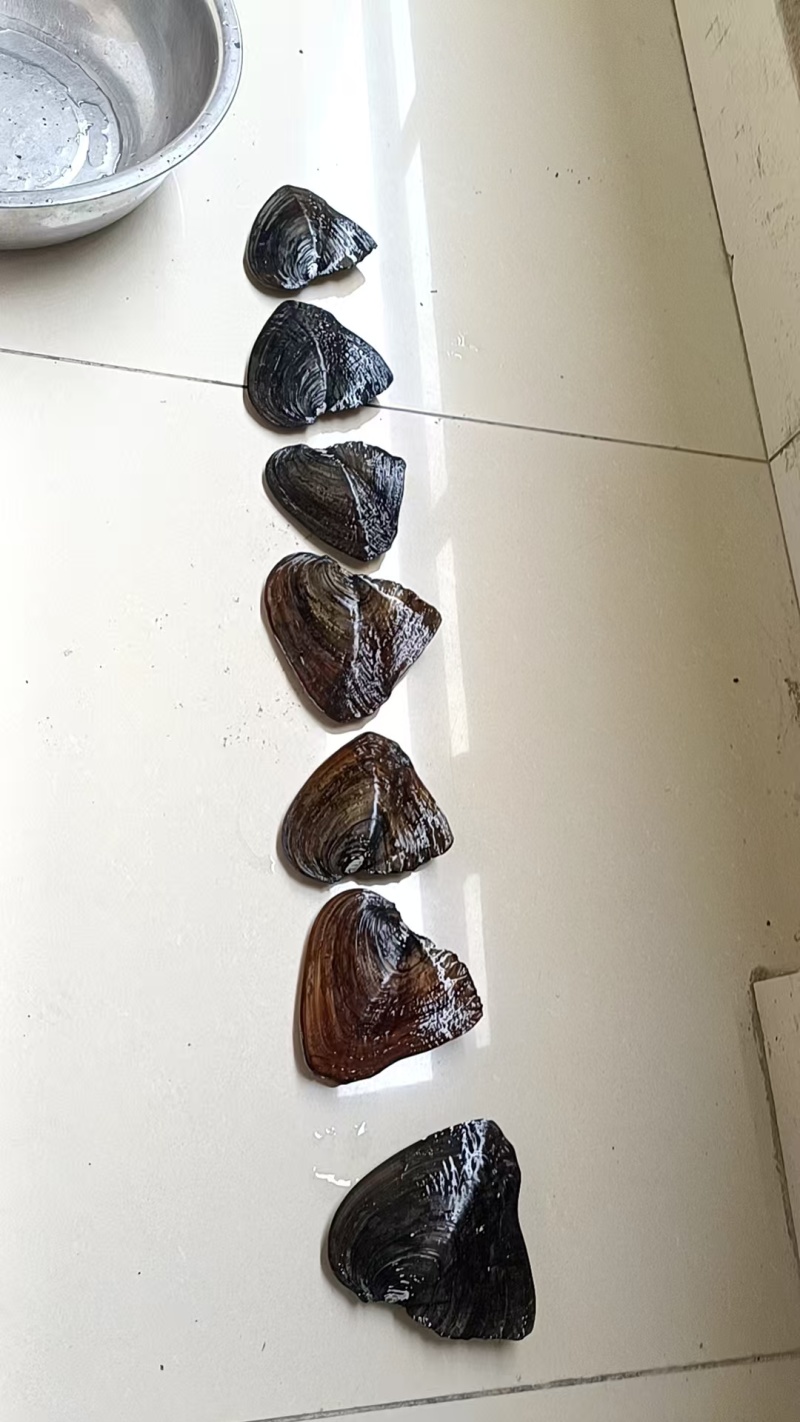 大量出售珍珠蚌，青年珍珠蚌***********