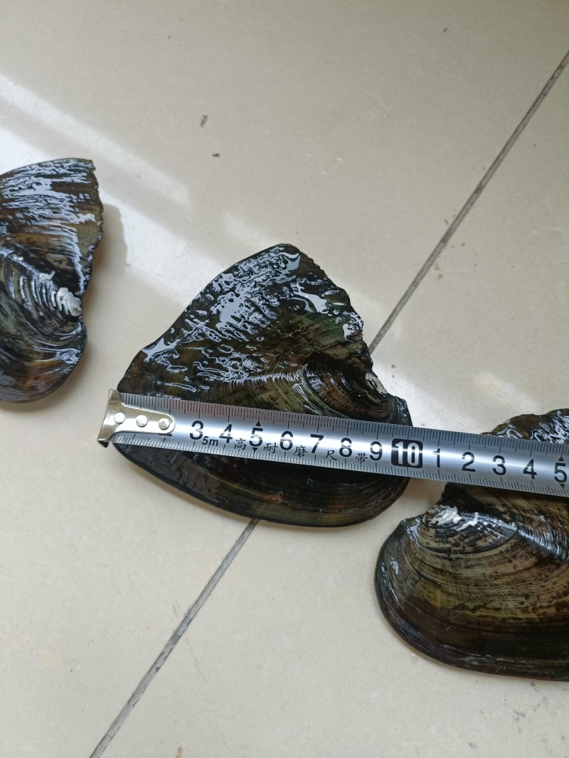 大量出售珍珠蚌，青年珍珠蚌***********