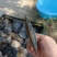 大量出售珍珠蚌，青年珍珠蚌***********