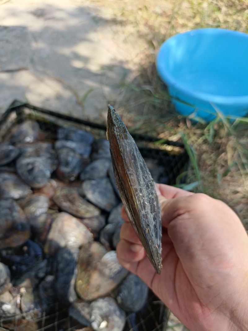 大量出售珍珠蚌，青年珍珠蚌***********