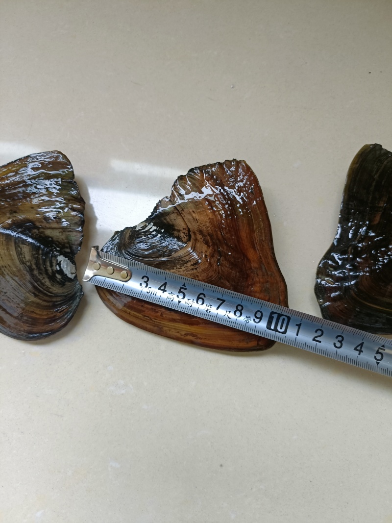大量出售珍珠蚌，青年珍珠蚌***********