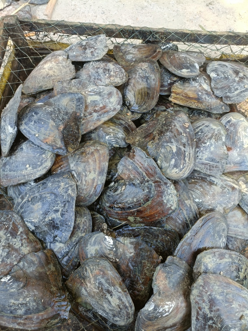 大量出售珍珠蚌，青年珍珠蚌***********
