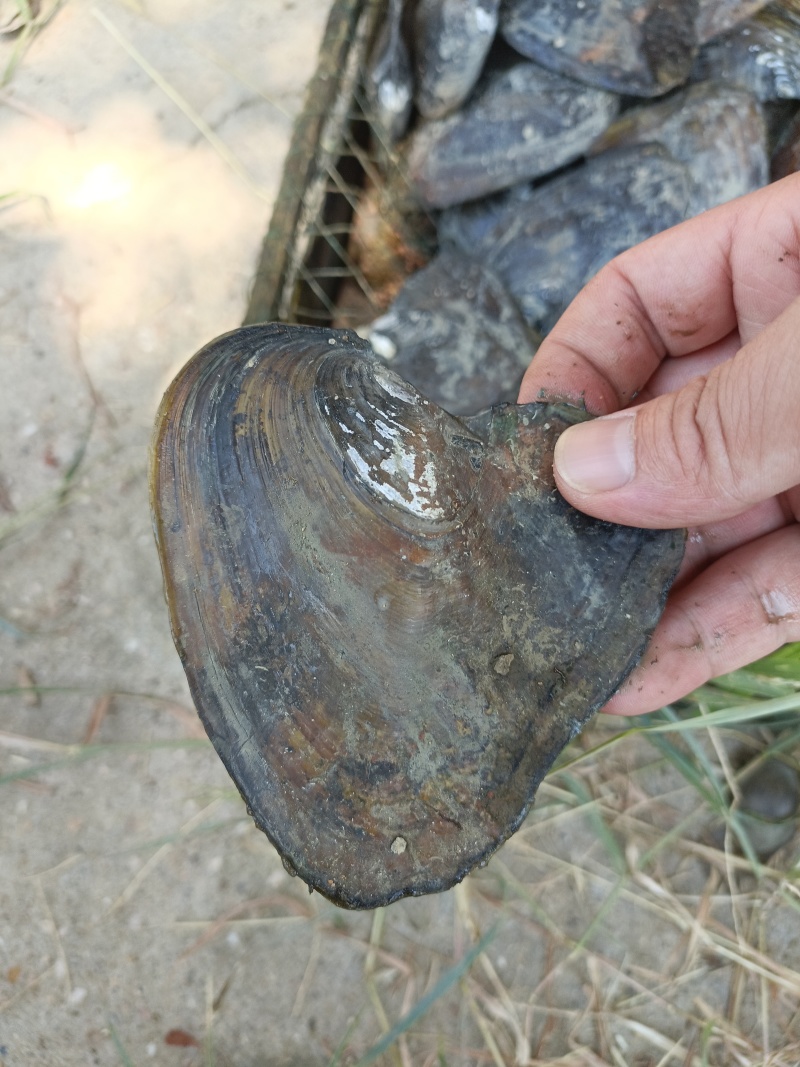 大量出售珍珠蚌，青年珍珠蚌***********