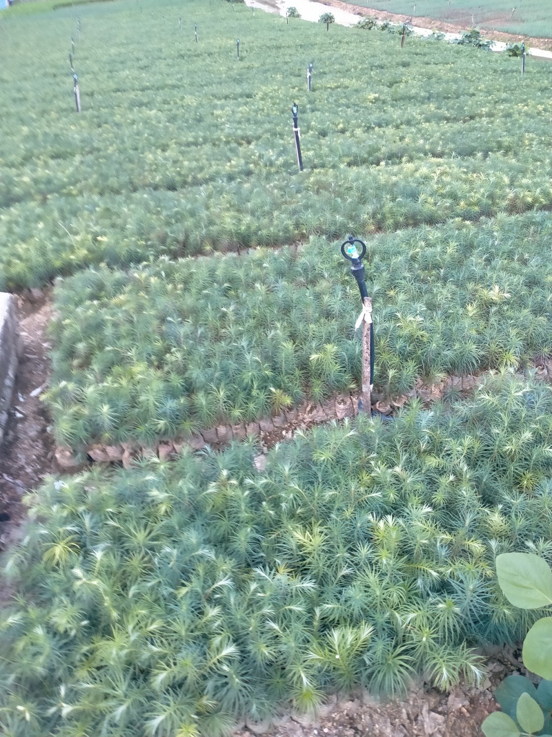 精品杉树苗木一年生小苗产地直销常年供货