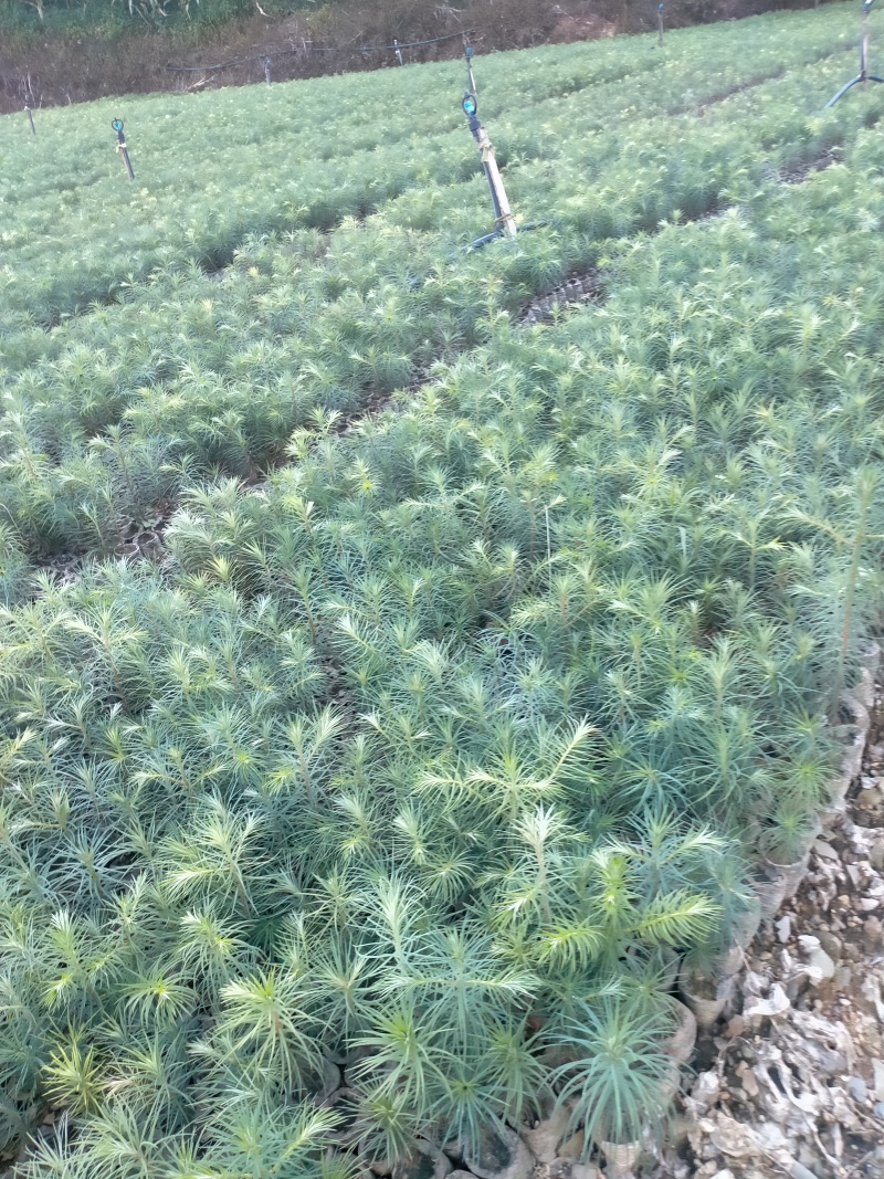 精品杉树苗木一年生小苗产地直销常年供货