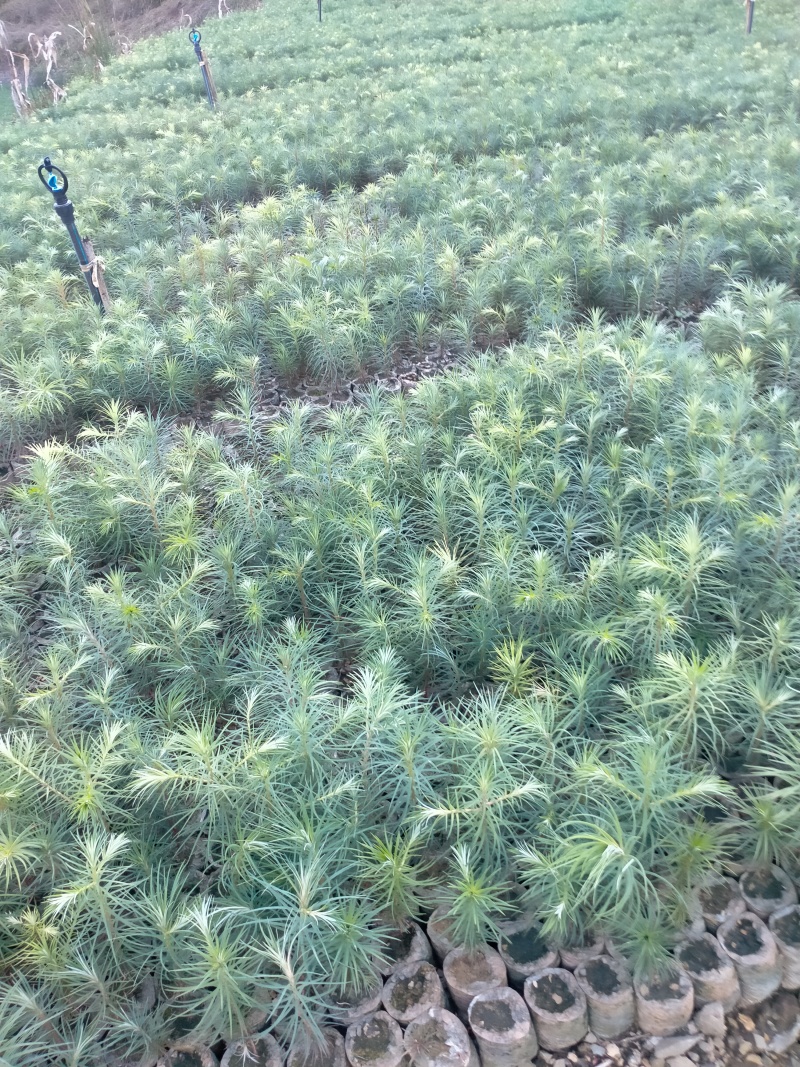 精品杉树苗木一年生小苗产地直销常年供货