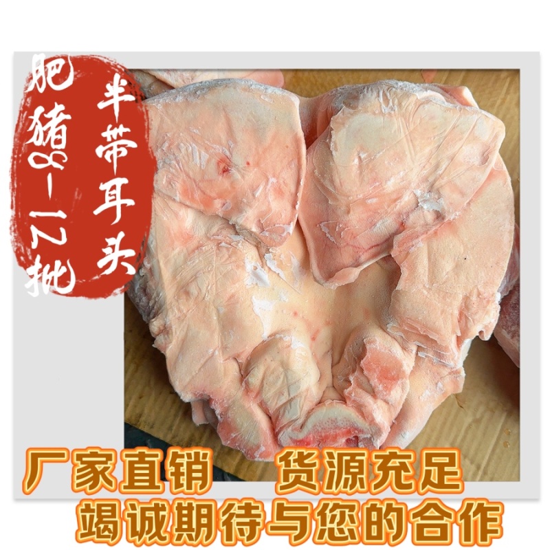 肥猪8-12斤批半带耳头质量如图全国发货