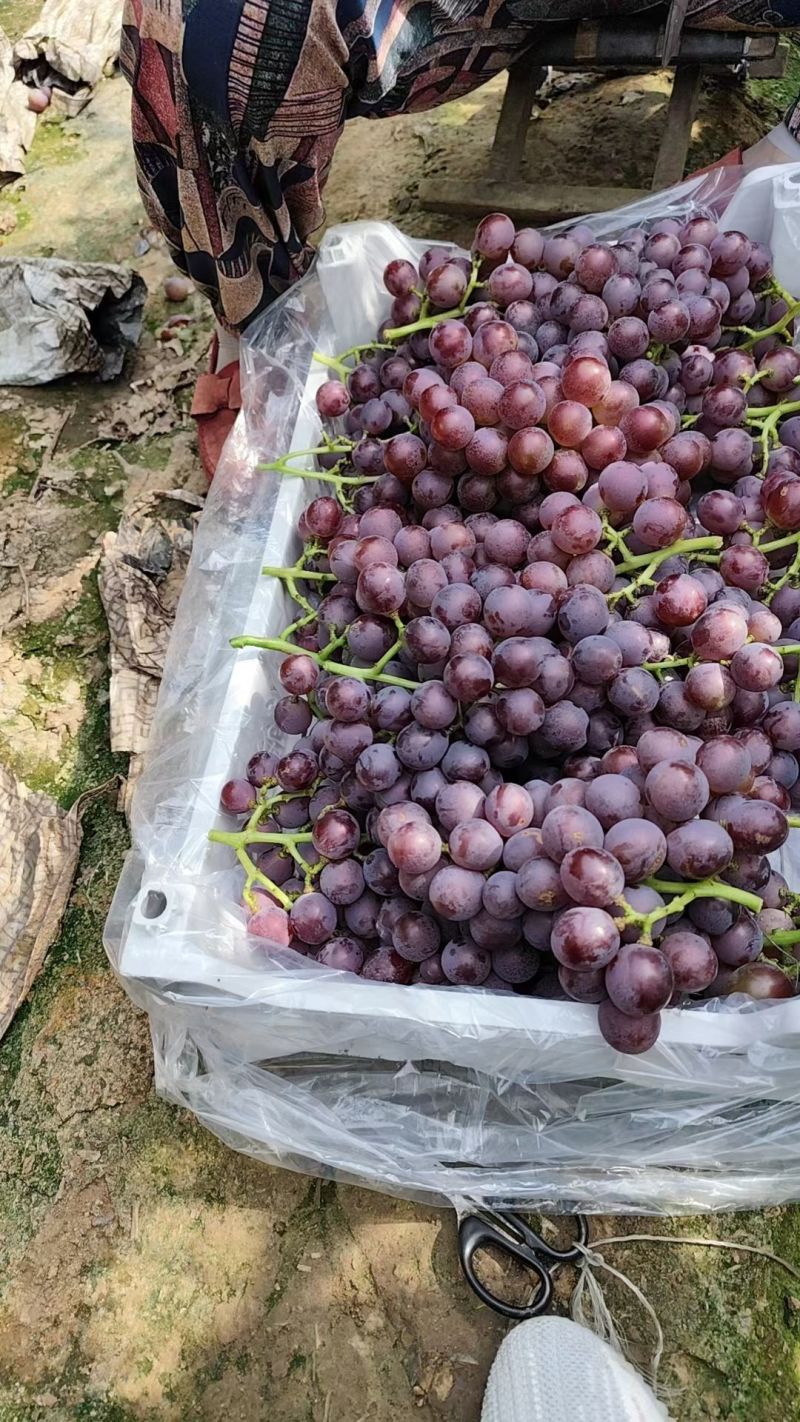精品巨峰葡萄