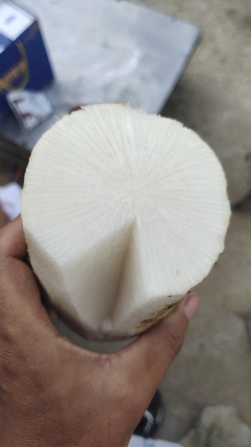 便宜白萝卜